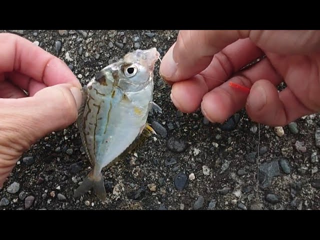 【浜名湖釣り】🎣浜名湖村櫛港、猫もまたぐ魚が絶品!!入れ食いだった件🐟