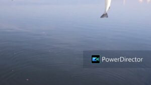 【浜名湖釣り】世界陸上より普通にハゼ釣りが好き