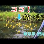 【鮎釣り】ヘチヘチパラダイス！岐阜県根尾川