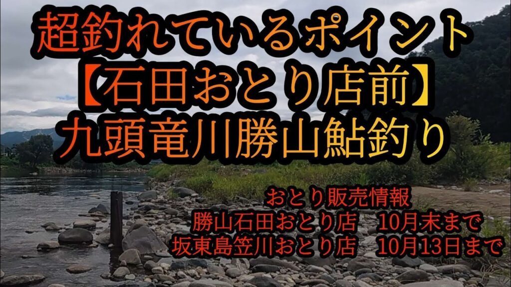 【石田おとり店前】九頭竜川勝山鮎釣り　　