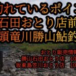 【石田おとり店前】九頭竜川勝山鮎釣り　　