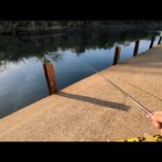 表浜名湖の良型ハゼ釣り穴場かも🐟【浜名湖釣り】🎣