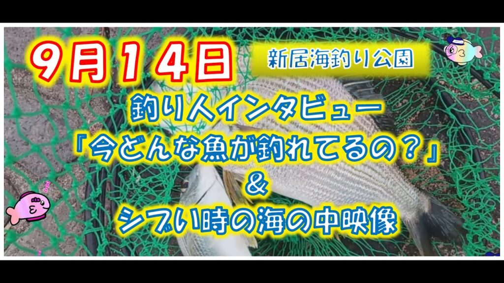 シブい時の海の中ってどうなってるの？【浜名湖　釣り】