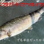 【朝霞ガーデン】８月２１日釣行記録【エリアトラウト】