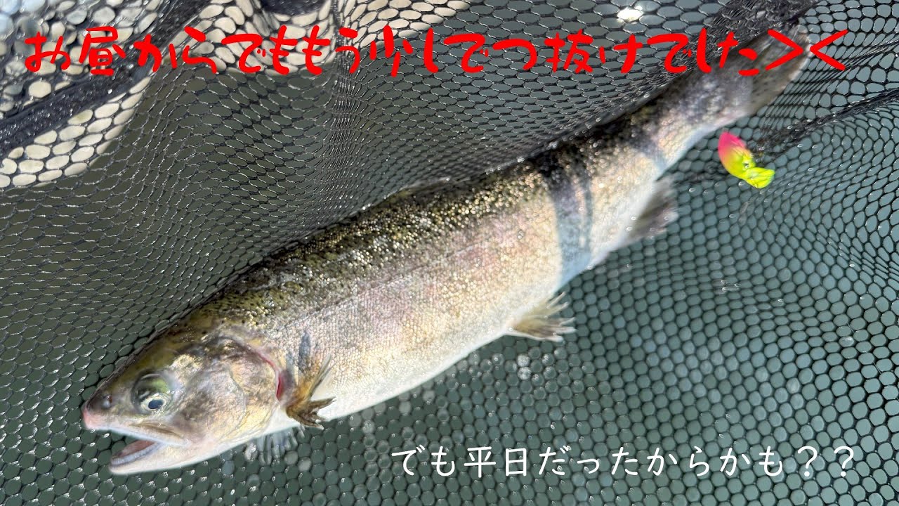 【朝霞ガーデン】８月２１日釣行記録【エリアトラウト】