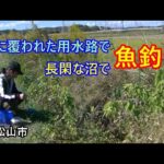 秋の東松山市で楽しい魚釣り♪小物がたくさん釣れる♪