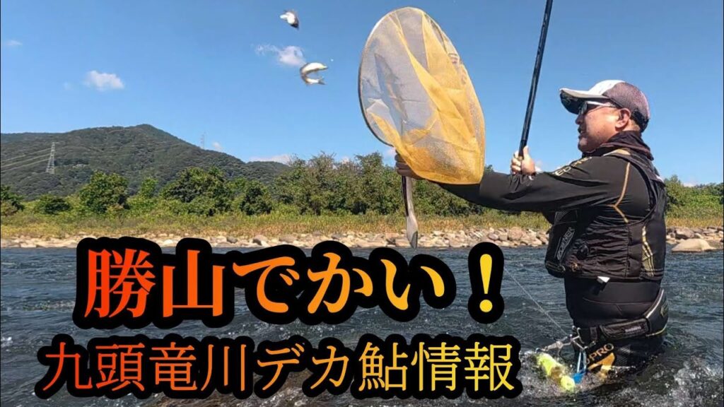 【勝山でかい！】九頭竜川デカ鮎情報　鮎釣り