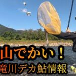 【勝山でかい！】九頭竜川デカ鮎情報　鮎釣り