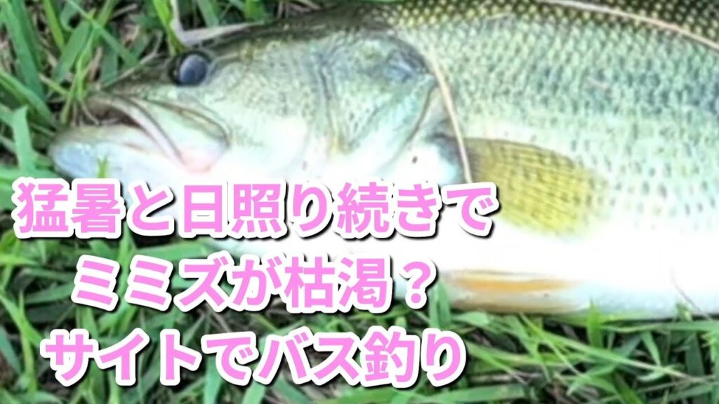 ミミズ枯渇問題、入間川と島田湖で釣り