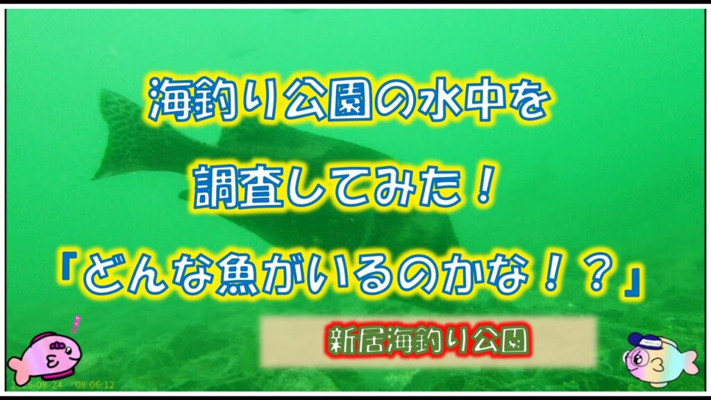 浜名湖　釣り　水中カメラをおろしてみた！