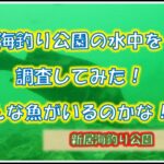 浜名湖　釣り　水中カメラをおろしてみた！