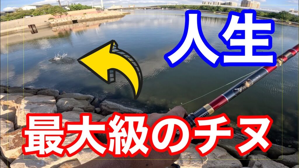 良型クロダイ.チヌ が乱舞する海でダンゴ釣りしてみたら…