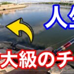 良型クロダイ.チヌ が乱舞する海でダンゴ釣りしてみたら…