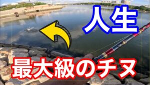 良型クロダイ.チヌ が乱舞する海でダンゴ釣りしてみたら…