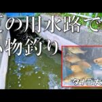 用水路と沼で小物釣りしてみた【タナゴ】