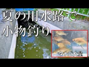 用水路と沼で小物釣りしてみた【タナゴ】