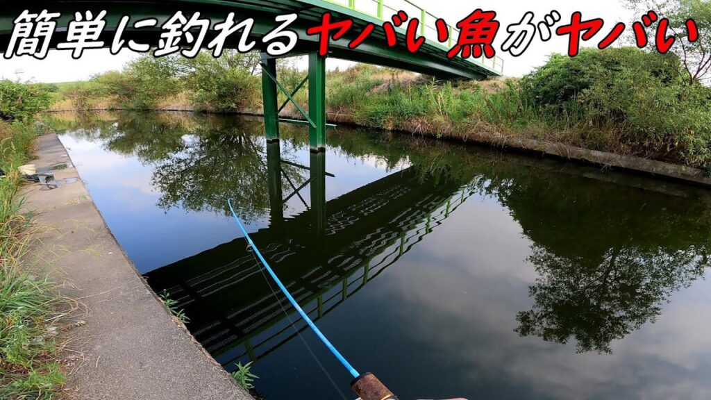 誰でも簡単に釣れるヤバい魚が入れ食いでヤバい