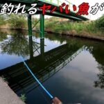 誰でも簡単に釣れるヤバい魚が入れ食いでヤバい