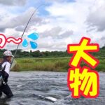 鮎釣り 九州の大鮎は全てが異次元でした／熊本県川辺川