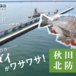 釣り場の実力検証！何匹いるのか……クロダイ湧く堤防へ！【秋田港釣り（北）防波堤】