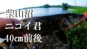 【柴山沼、ウキ釣り】【利根川&荒川水系、バス釣り、コイ、雷魚、ナマズ釣り、フィシング、埼玉釣り、関東釣り、東京釣り、白岡市柴山エリア】