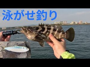 【浜名湖】サッパを泳がせたら、高級魚!その後、まさかの展開に!