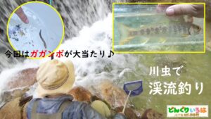 ガガンボ入れたらすぐヒット！【渓流釣り・イワナ】長野県犀川漁協管内