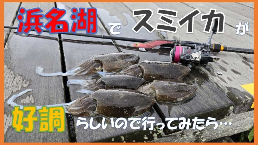 浜名湖　スミイカ釣り