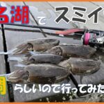 浜名湖　スミイカ釣り