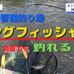 【キングフィッシャー】大人気管理釣り場は真夏でも釣れるのか！？