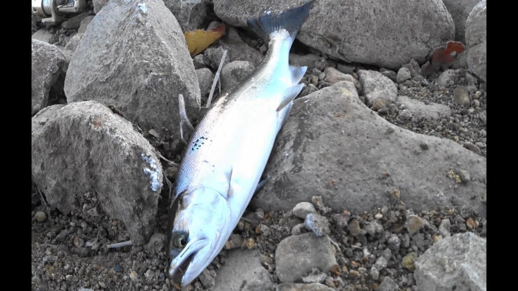 糠平湖の釣り　湖沼型サクラマスの聖地ぬかびら湖　ルアー&ウキ釣りで気軽に数釣りを楽しみます。狙うはサクラマス・ニジマス・アメマス・ブラウントラウト　糠平湖のサクラマス釣り