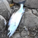 糠平湖の釣り　湖沼型サクラマスの聖地ぬかびら湖　ルアー&ウキ釣りで気軽に数釣りを楽しみます。狙うはサクラマス・ニジマス・アメマス・ブラウントラウト　糠平湖のサクラマス釣り