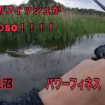 多々良沼　バス釣り　　パワーフィネスでボート初フィッシュがまさかの５０センチ！！
