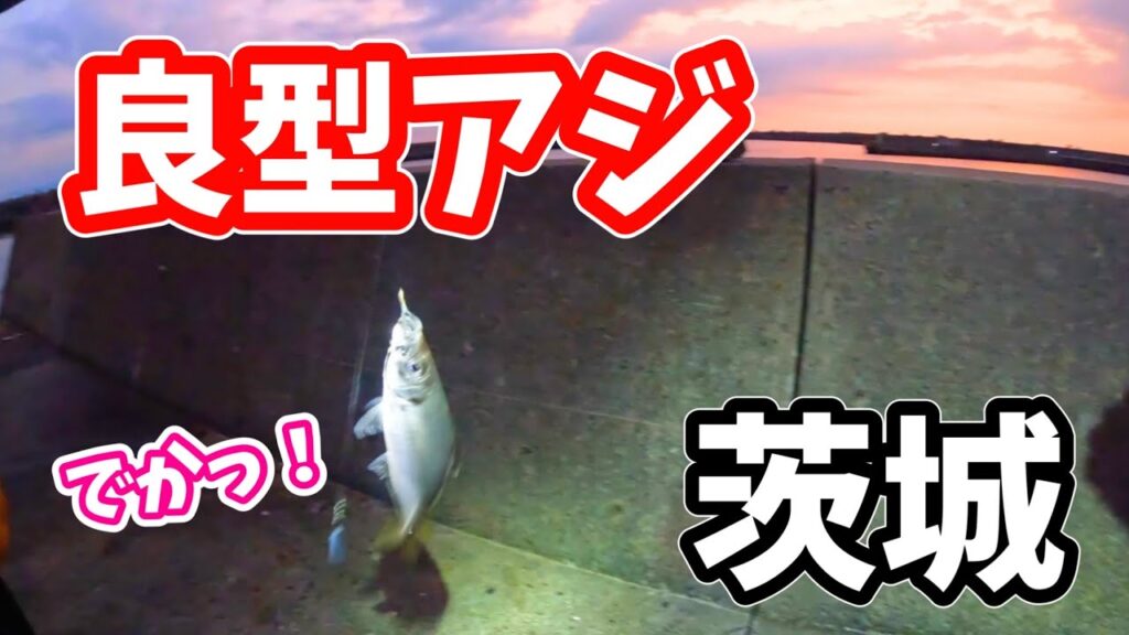 漁港でアジ釣り調査してみたら…まさかの尺超え？デカアジ連発！色々な魚種を狙ってみた結果
