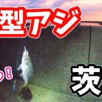 漁港でアジ釣り調査してみたら…まさかの尺超え？デカアジ連発！色々な魚種を狙ってみた結果