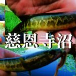 【慈恩寺沼、ウキ釣り】【利根川＆荒川水系、バス釣り、コイ釣り、雷魚釣り、ナマズ釣り、フィシング、埼玉釣り、関東釣り、小物釣り、さいたま市エリア】