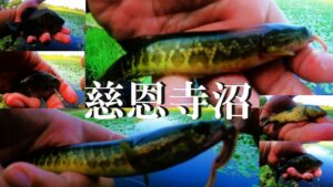 【慈恩寺沼、ウキ釣り】【利根川＆荒川水系、バス釣り、コイ釣り、雷魚釣り、ナマズ釣り、フィシング、埼玉釣り、関東釣り、小物釣り、さいたま市エリア】