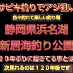 静岡県浜名湖　新居海釣り公園　サビキ釣りでアジ狙い　色々釣れて楽しい釣り場　朝マズメ　八月中旬　１２０年ぶりに起きてる事とは❔　次見れるのは１２０年後です　撮影したよ