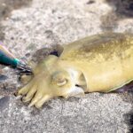 イカが釣れまくる不思議な湖をご存知ですか？【浜名湖】