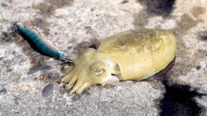 イカが釣れまくる不思議な湖をご存知ですか?【浜名湖】