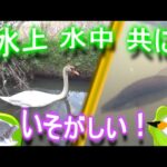 思わぬ乱入者！春の手賀沼小物釣り！！