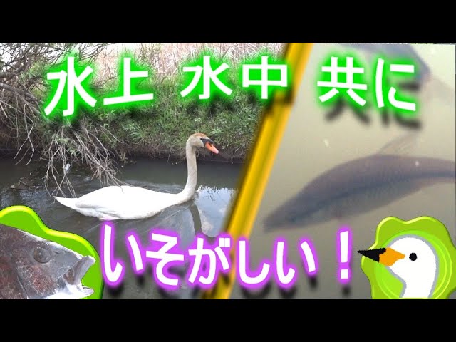 思わぬ乱入者！春の手賀沼小物釣り！！