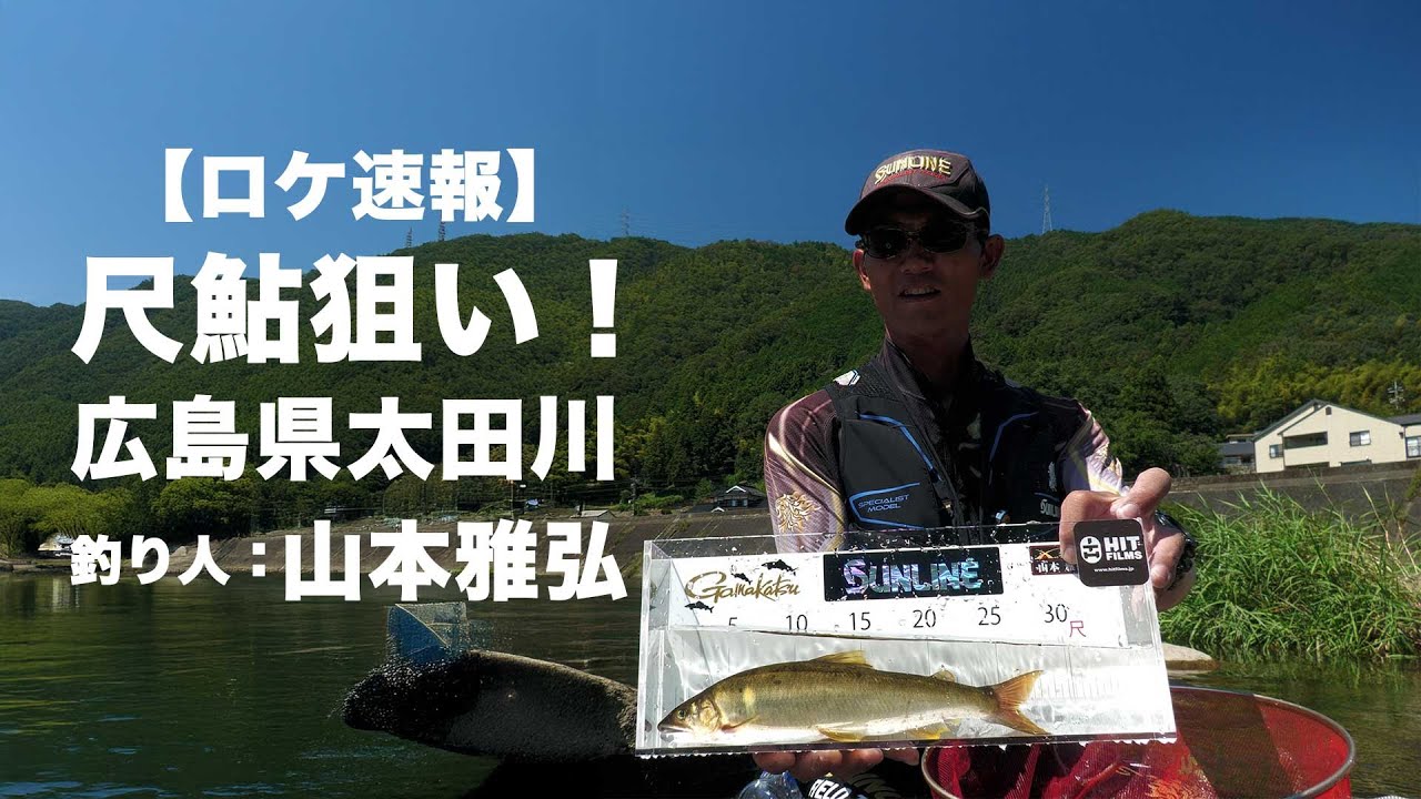 ロケ速報(ほぼ素材)｜鮎シーズン終盤戦｜広島県太田川｜尺鮎狙い｜山本雅弘