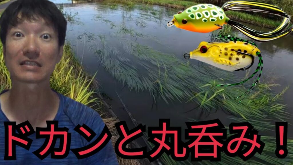 近くの川へフロッグ1個持って釣りに行ったら…