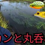 近くの川へフロッグ1個持って釣りに行ったら…