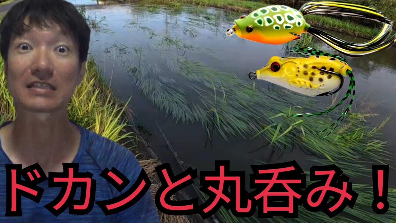近くの川へフロッグ1個持って釣りに行ったら…