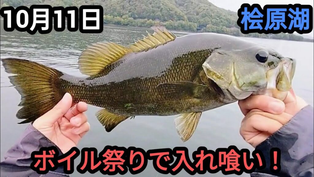 【桧原湖バス釣り】ボイル祭りで表層入れ喰い！【10月】
