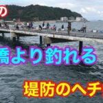 10月の桟橋より釣れる堤防のヘチ釣り 豊浜釣り桟橋 知多半島