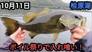 【桧原湖バス釣り】ボイル祭りで表層入れ喰い！【10月】