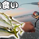 【遠州灘サーフ】10月初旬も絶好調！？激浅サーフで入れ食いショアジギング！